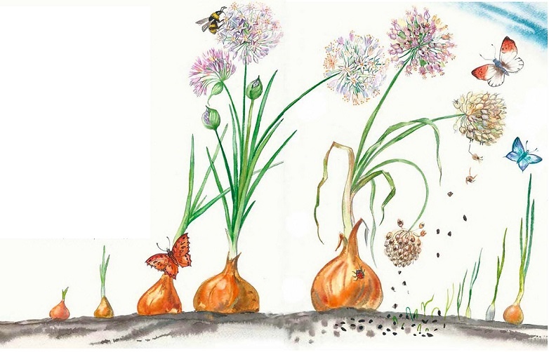 Иллюстрация к книге — Жизнь замечательных растений [zhizn_zamechatelny_rastenijj00271.jpg]