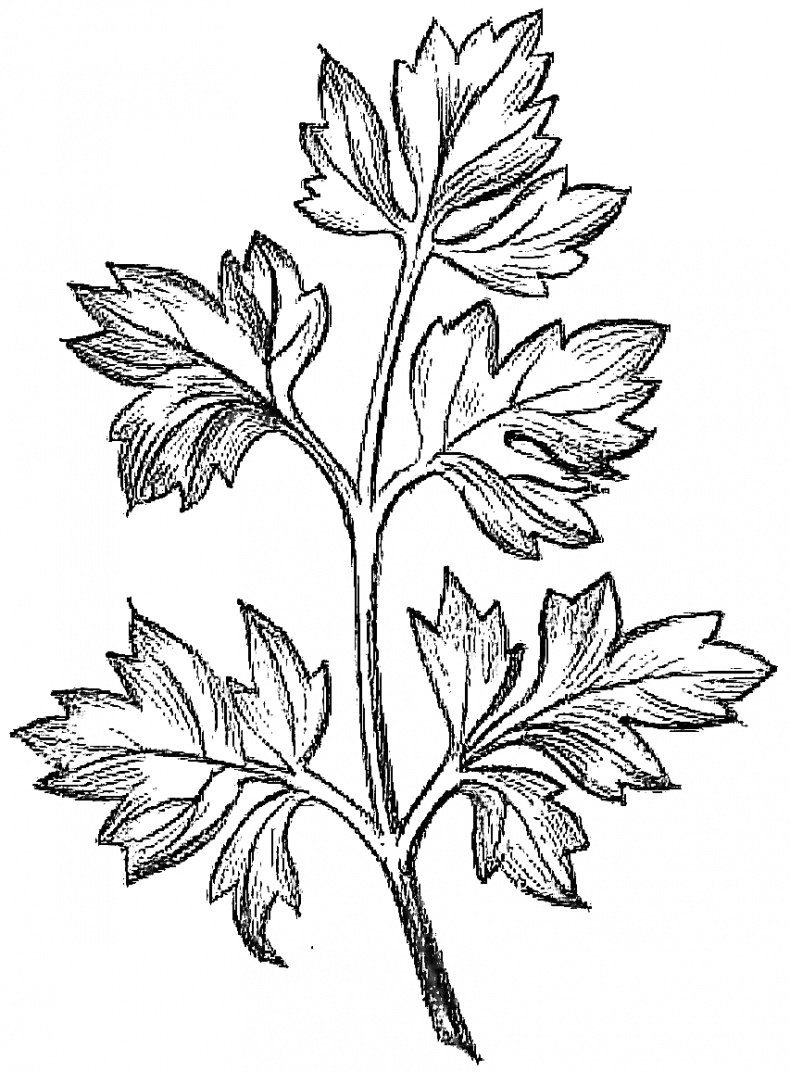 Иллюстрация к книге — Жизнь замечательных растений [zhizn_zamechatelny_rastenijj00361.jpg]