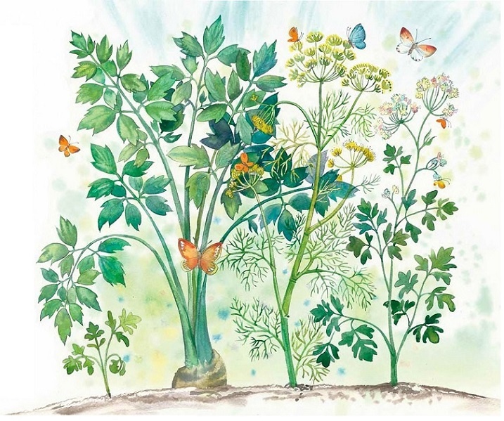 Иллюстрация к книге — Жизнь замечательных растений [zhizn_zamechatelny_rastenijj00371.jpg]