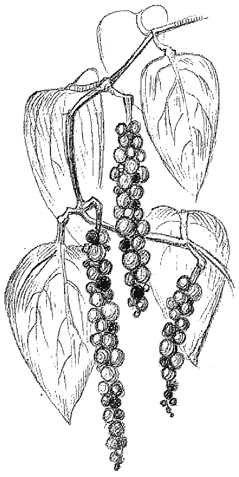 Иллюстрация к книге — Жизнь замечательных растений [zhizn_zamechatelny_rastenijj00411.jpg]