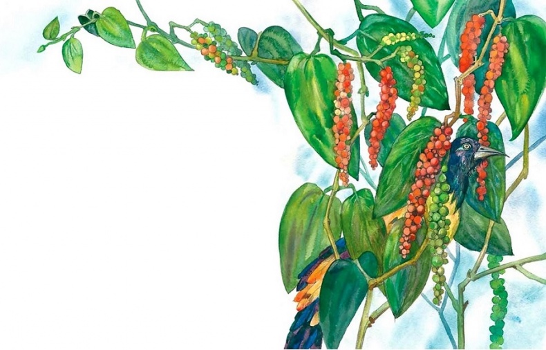 Иллюстрация к книге — Жизнь замечательных растений [zhizn_zamechatelny_rastenijj00451.jpg]