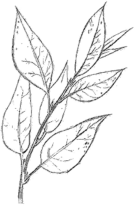 Иллюстрация к книге — Жизнь замечательных растений [zhizn_zamechatelny_rastenijj00541.jpg]