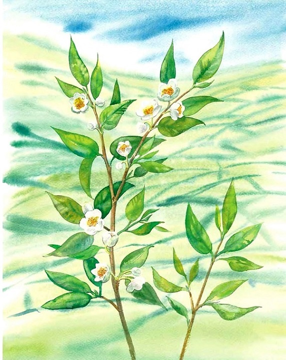 Иллюстрация к книге — Жизнь замечательных растений [zhizn_zamechatelny_rastenijj00581.jpg]