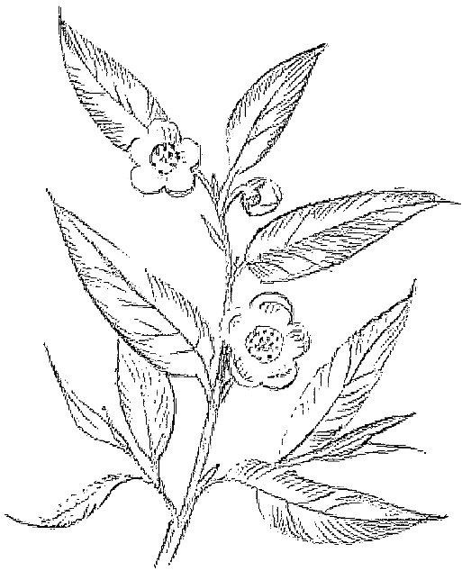 Иллюстрация к книге — Жизнь замечательных растений [zhizn_zamechatelny_rastenijj00591.jpg]