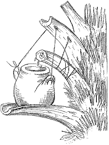 Иллюстрация к книге — Жизнь замечательных растений [zhizn_zamechatelny_rastenijj00611.jpg]