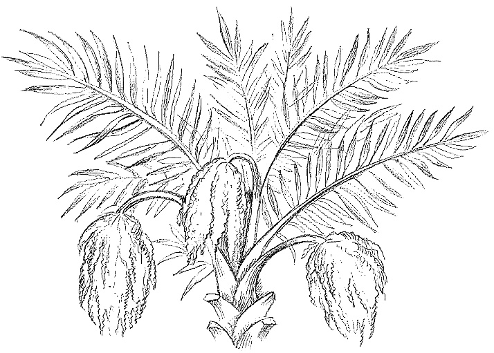 Иллюстрация к книге — Жизнь замечательных растений [zhizn_zamechatelny_rastenijj00621.jpg]