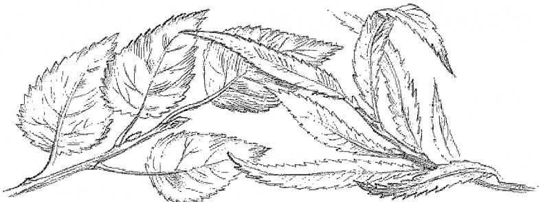 Иллюстрация к книге — Жизнь замечательных растений [zhizn_zamechatelny_rastenijj00711.jpg]