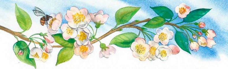 Иллюстрация к книге — Жизнь замечательных растений [zhizn_zamechatelny_rastenijj00791.jpg]