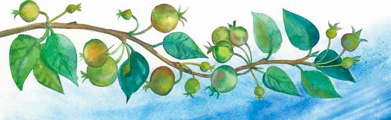 Иллюстрация к книге — Жизнь замечательных растений [zhizn_zamechatelny_rastenijj00801.jpg]