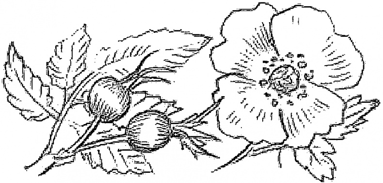 Иллюстрация к книге — Жизнь замечательных растений [zhizn_zamechatelny_rastenijj00871.jpg]