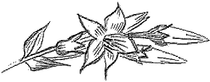 Иллюстрация к книге — Жизнь замечательных растений [zhizn_zamechatelny_rastenijj00881.jpg]