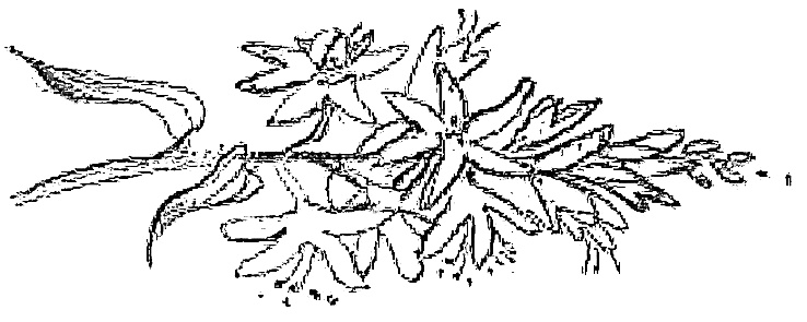 Иллюстрация к книге — Жизнь замечательных растений [zhizn_zamechatelny_rastenijj0088kopija1.jpg]