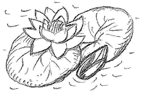 Иллюстрация к книге — Жизнь замечательных растений [zhizn_zamechatelny_rastenijj0088kopija21.jpg]