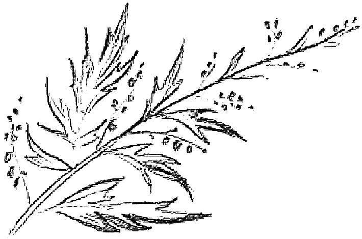 Иллюстрация к книге — Жизнь замечательных растений [zhizn_zamechatelny_rastenijj0088kopija41.jpg]