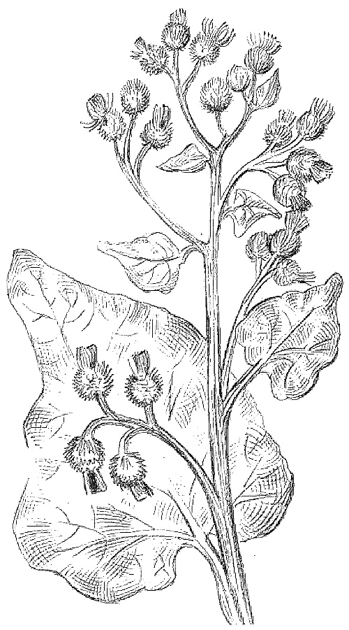 Иллюстрация к книге — Жизнь замечательных растений [zhizn_zamechatelny_rastenijj00961.jpg]