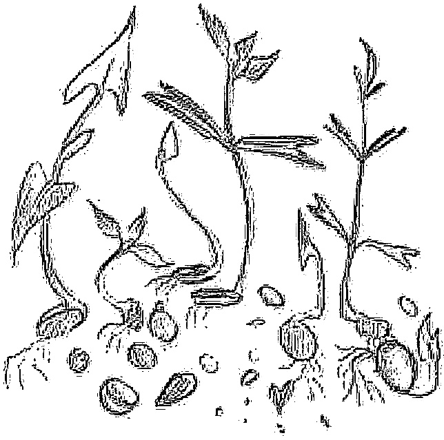 Иллюстрация к книге — Жизнь замечательных растений [zhizn_zamechatelny_rastenijj0096kopija1.jpg]