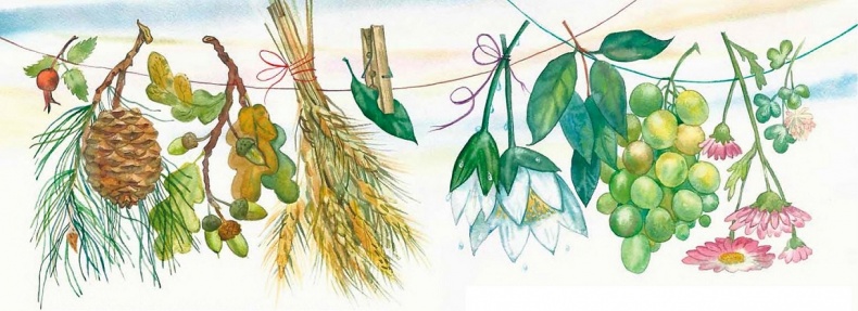 Иллюстрация к книге — Жизнь замечательных растений [zhizn_zamechatelny_rastenijj00971.jpg]