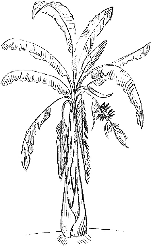 Иллюстрация к книге — Жизнь замечательных растений [zhizn_zamechatelny_rastenijj01001.jpg]