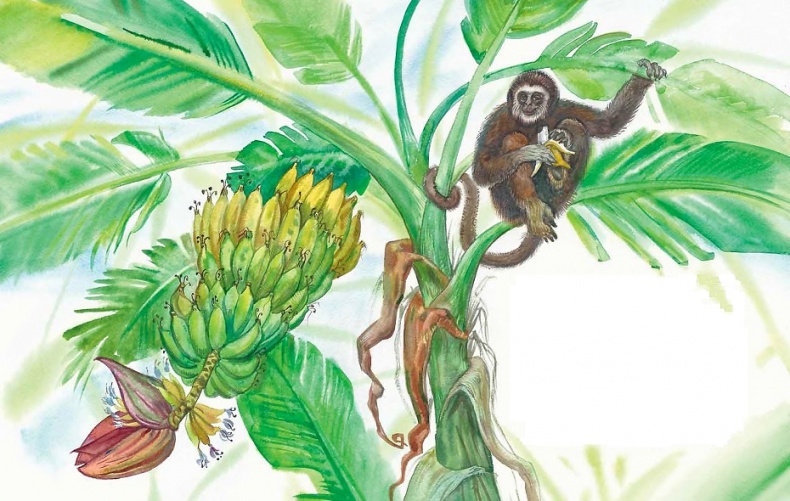 Иллюстрация к книге — Жизнь замечательных растений [zhizn_zamechatelny_rastenijj01011.jpg]