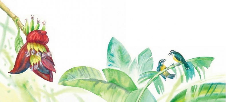 Иллюстрация к книге — Жизнь замечательных растений [zhizn_zamechatelny_rastenijj01031.jpg]