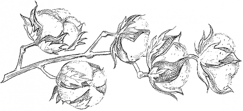 Иллюстрация к книге — Жизнь замечательных растений [zhizn_zamechatelny_rastenijj01051.jpg]