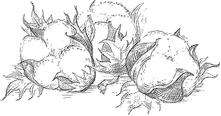 Иллюстрация к книге — Жизнь замечательных растений [zhizn_zamechatelny_rastenijj01121.jpg]