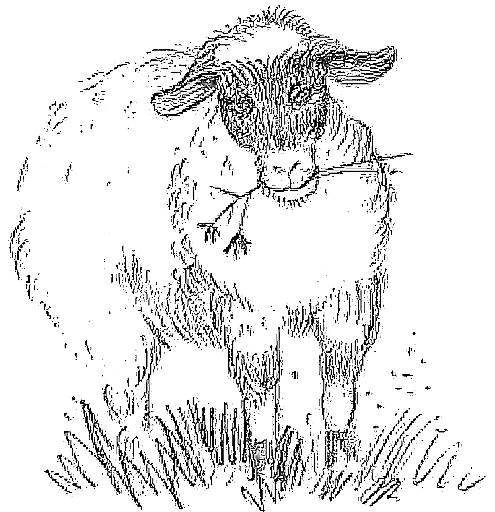 Иллюстрация к книге — Жизнь замечательных растений [zhizn_zamechatelny_rastenijj0112kopija1.jpg]