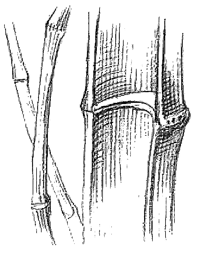 Иллюстрация к книге — Жизнь замечательных растений [zhizn_zamechatelny_rastenijj0113.jpg]