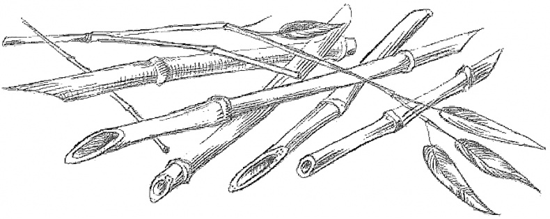 Иллюстрация к книге — Жизнь замечательных растений [zhizn_zamechatelny_rastenijj01201.jpg]