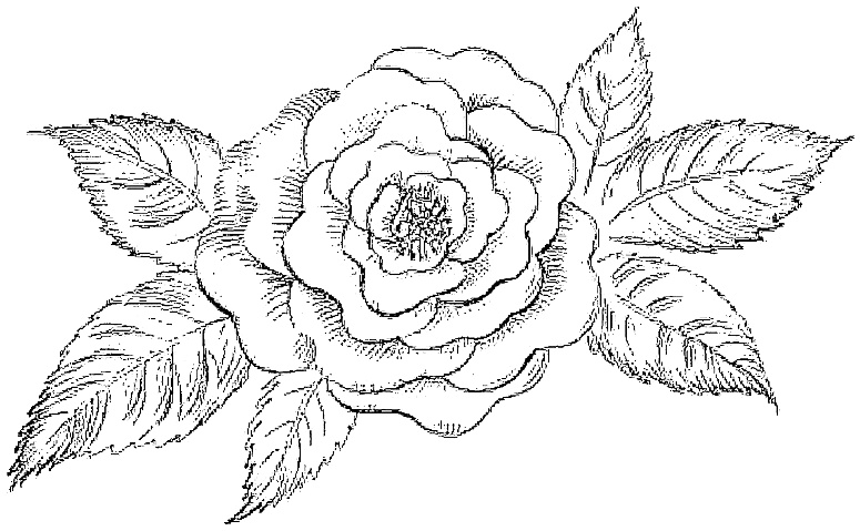 Иллюстрация к книге — Жизнь замечательных растений [zhizn_zamechatelny_rastenijj01301.jpg]