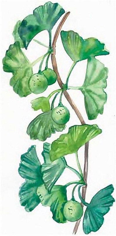 Иллюстрация к книге — Жизнь замечательных растений [zhizn_zamechatelny_rastenijj0132kopija1.jpg]