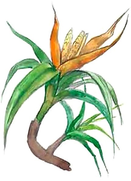 Иллюстрация к книге — Жизнь замечательных растений [zhizn_zamechatelny_rastenijj01331.jpg]