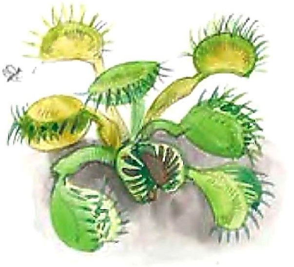 Иллюстрация к книге — Жизнь замечательных растений [zhizn_zamechatelny_rastenijj0133kopija1.jpg]