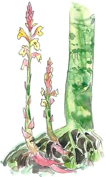 Иллюстрация к книге — Жизнь замечательных растений [zhizn_zamechatelny_rastenijj01341.jpg]