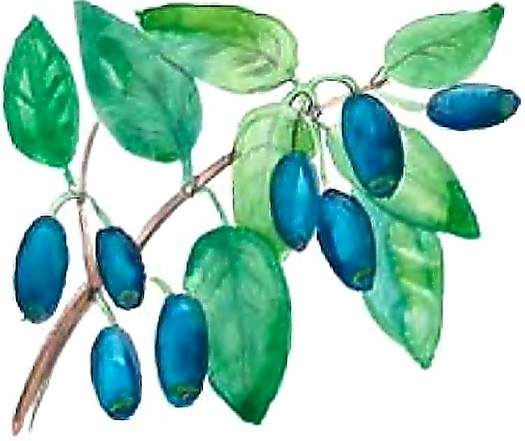 Иллюстрация к книге — Жизнь замечательных растений [zhizn_zamechatelny_rastenijj0134kopija1.jpg]