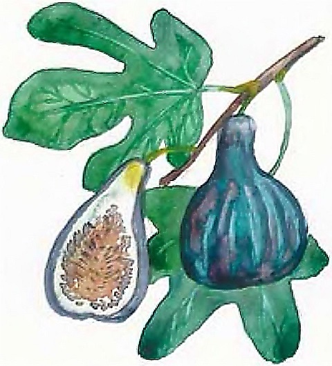 Иллюстрация к книге — Жизнь замечательных растений [zhizn_zamechatelny_rastenijj0135kopija1.jpg]