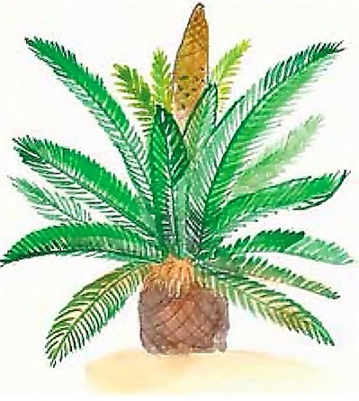 Иллюстрация к книге — Жизнь замечательных растений [zhizn_zamechatelny_rastenijj01401.jpg]