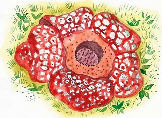 Иллюстрация к книге — Жизнь замечательных растений [zhizn_zamechatelny_rastenijj01411.jpg]