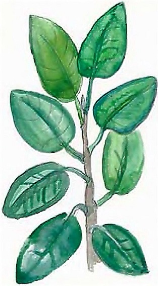 Иллюстрация к книге — Жизнь замечательных растений [zhizn_zamechatelny_rastenijj01421.jpg]