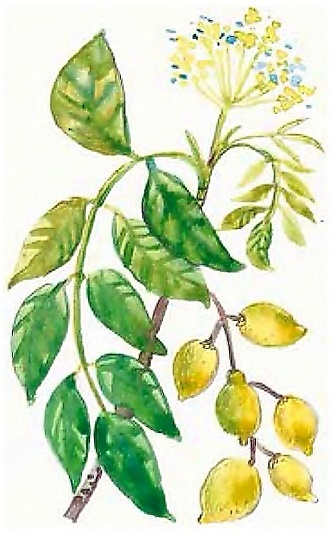 Иллюстрация к книге — Жизнь замечательных растений [zhizn_zamechatelny_rastenijj014221.jpg]