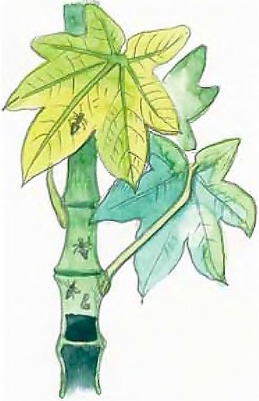 Иллюстрация к книге — Жизнь замечательных растений [zhizn_zamechatelny_rastenijj01431.jpg]