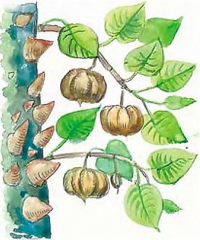 Иллюстрация к книге — Жизнь замечательных растений [zhizn_zamechatelny_rastenijj0143kopija1.jpg]