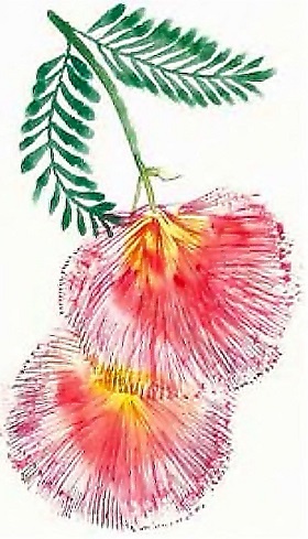 Иллюстрация к книге — Жизнь замечательных растений [zhizn_zamechatelny_rastenijj01441.jpg]