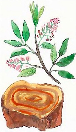 Иллюстрация к книге — Жизнь замечательных растений [zhizn_zamechatelny_rastenijj0144kopija1.jpg]