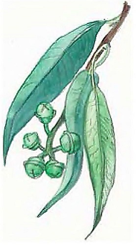 Иллюстрация к книге — Жизнь замечательных растений [zhizn_zamechatelny_rastenijj01451.jpg]