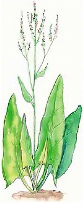 Иллюстрация к книге — Жизнь замечательных растений [zhizn_zamechatelny_rastenijj0145kopija1.jpg]