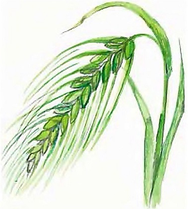 Иллюстрация к книге — Жизнь замечательных растений [zhizn_zamechatelny_rastenijj01461.jpg]