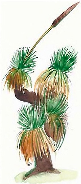 Иллюстрация к книге — Жизнь замечательных растений [zhizn_zamechatelny_rastenijj0146kopija1.jpg]