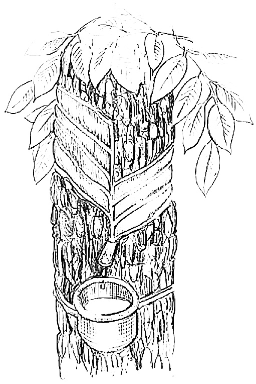 Иллюстрация к книге — Жизнь замечательных растений [zhizn_zamechatelny_rastenijj01511.jpg]