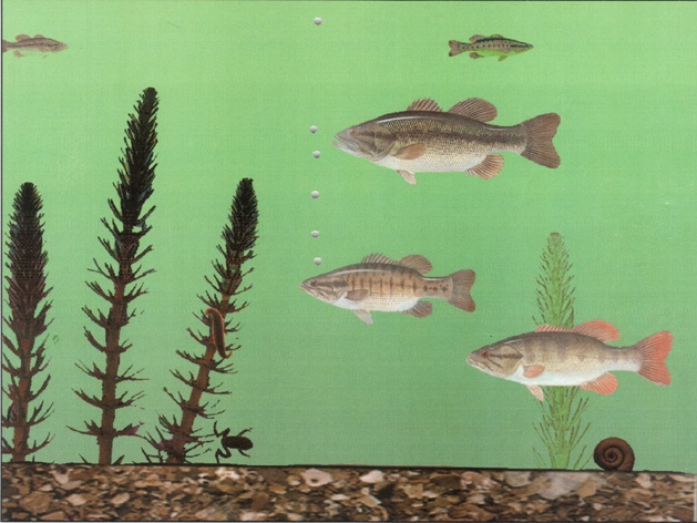 Иллюстрация к книге — Что такое интеллект и как его развивать. Роль образования и традиций [i_008.jpg]